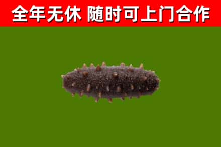 兴安盟烟酒回收干海参.jpg